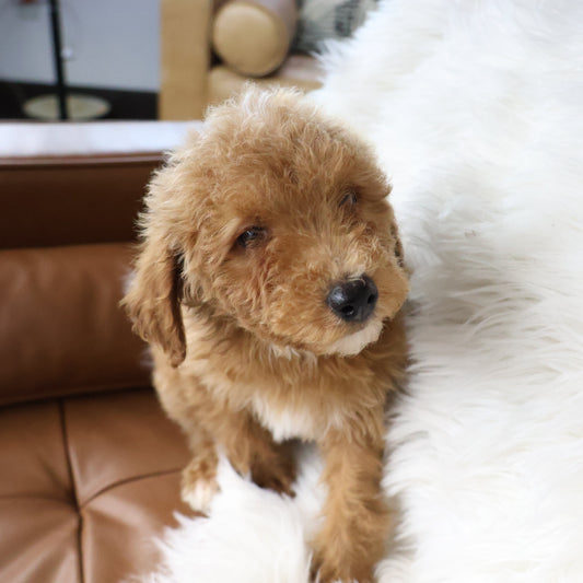 Micro-Goldendoodle-Puppy
