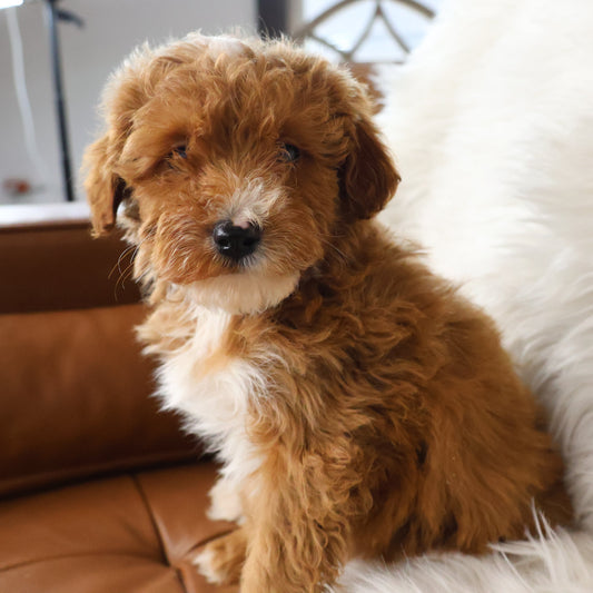 Micro-Goldendoodle-Puppy