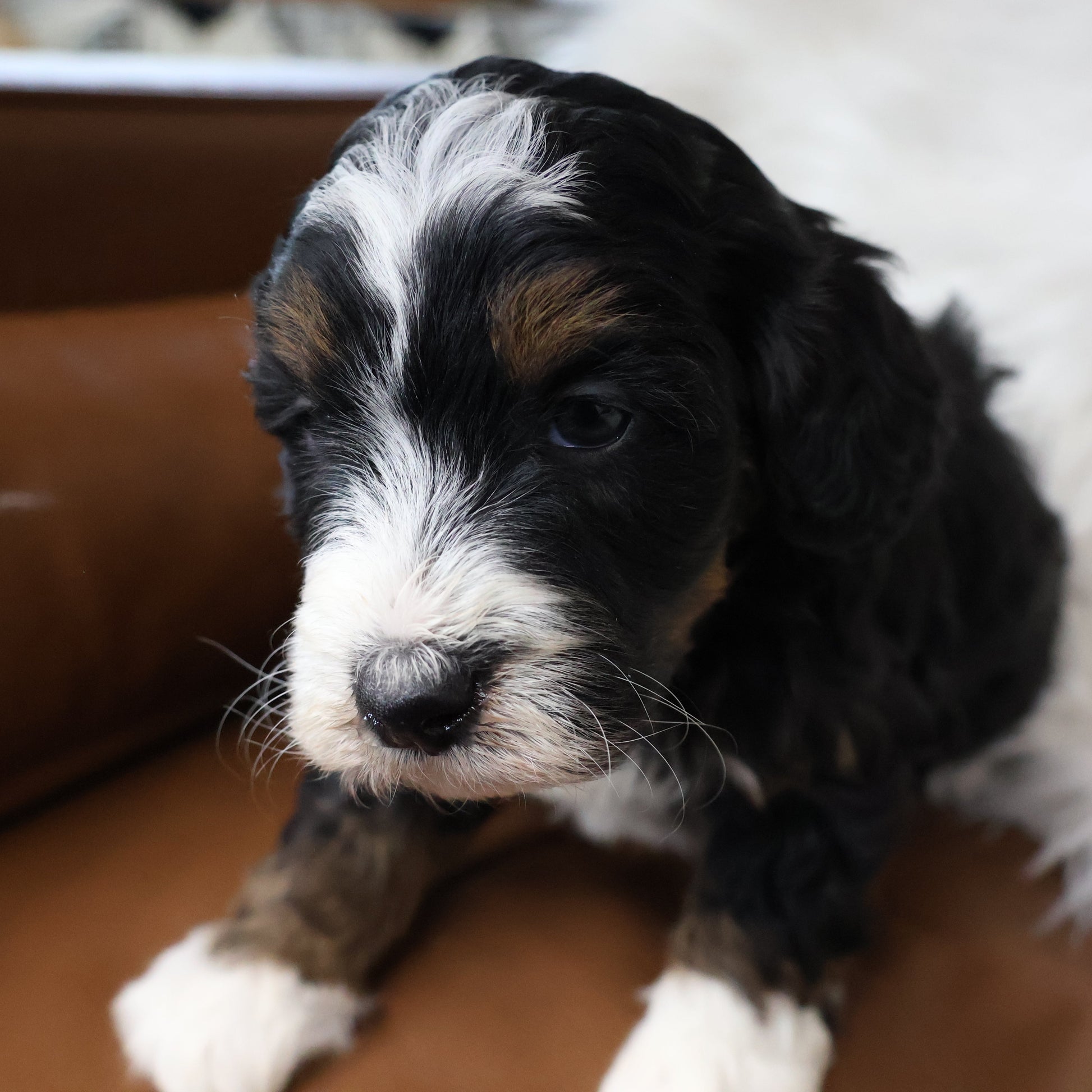 Tricolor-Bernedoodle-Puppy