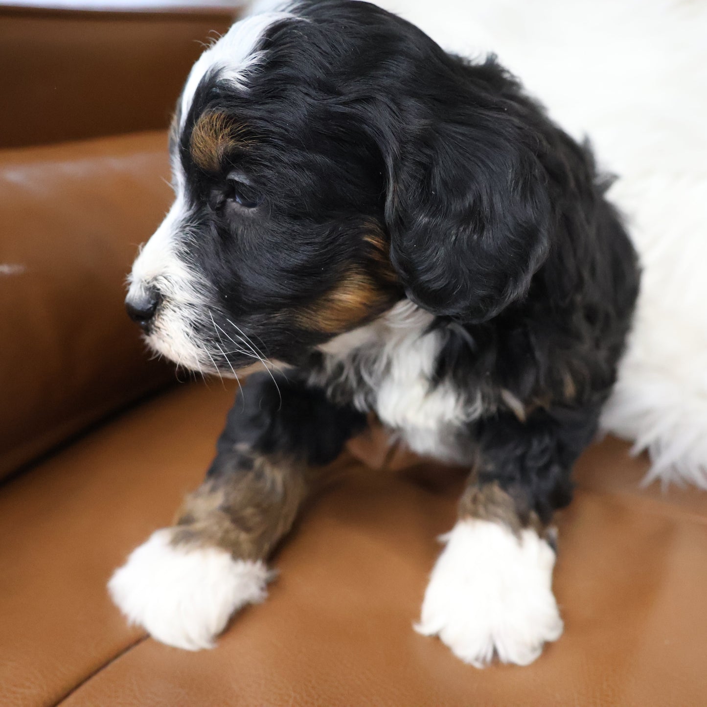 Tricolor-Bernedoodle-Puppy