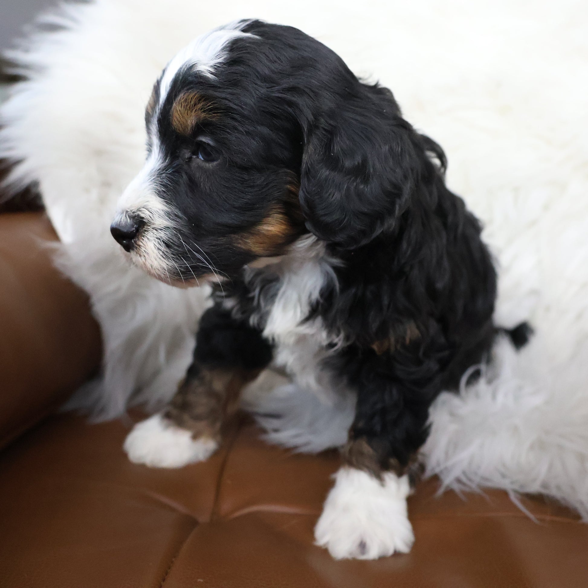 Tricolor-Bernedoodle-Puppy
