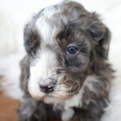 Merle-Bernedoodle