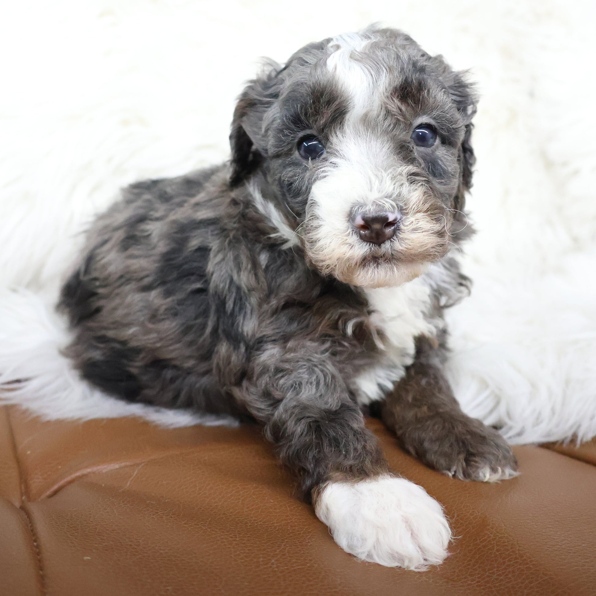 Merle-Bernedoodle