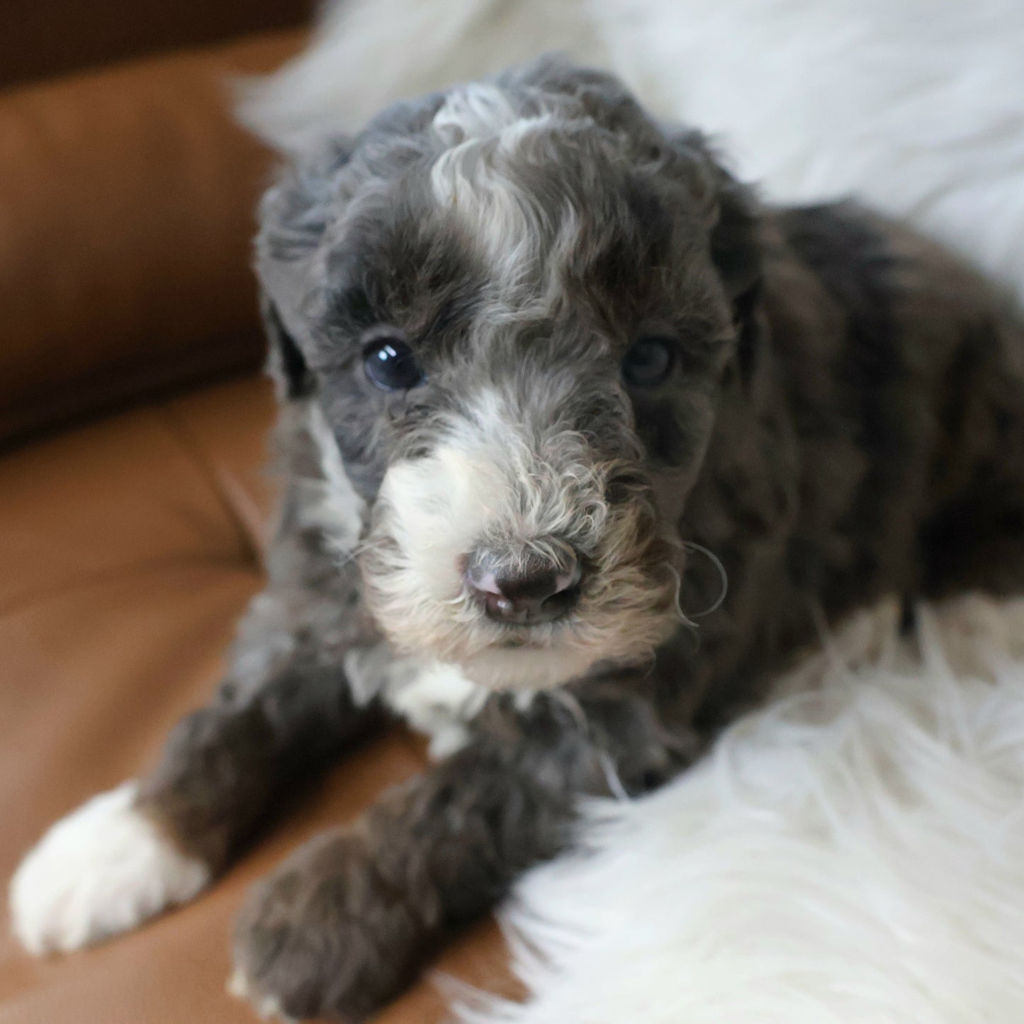 Merle-Bernedoodle