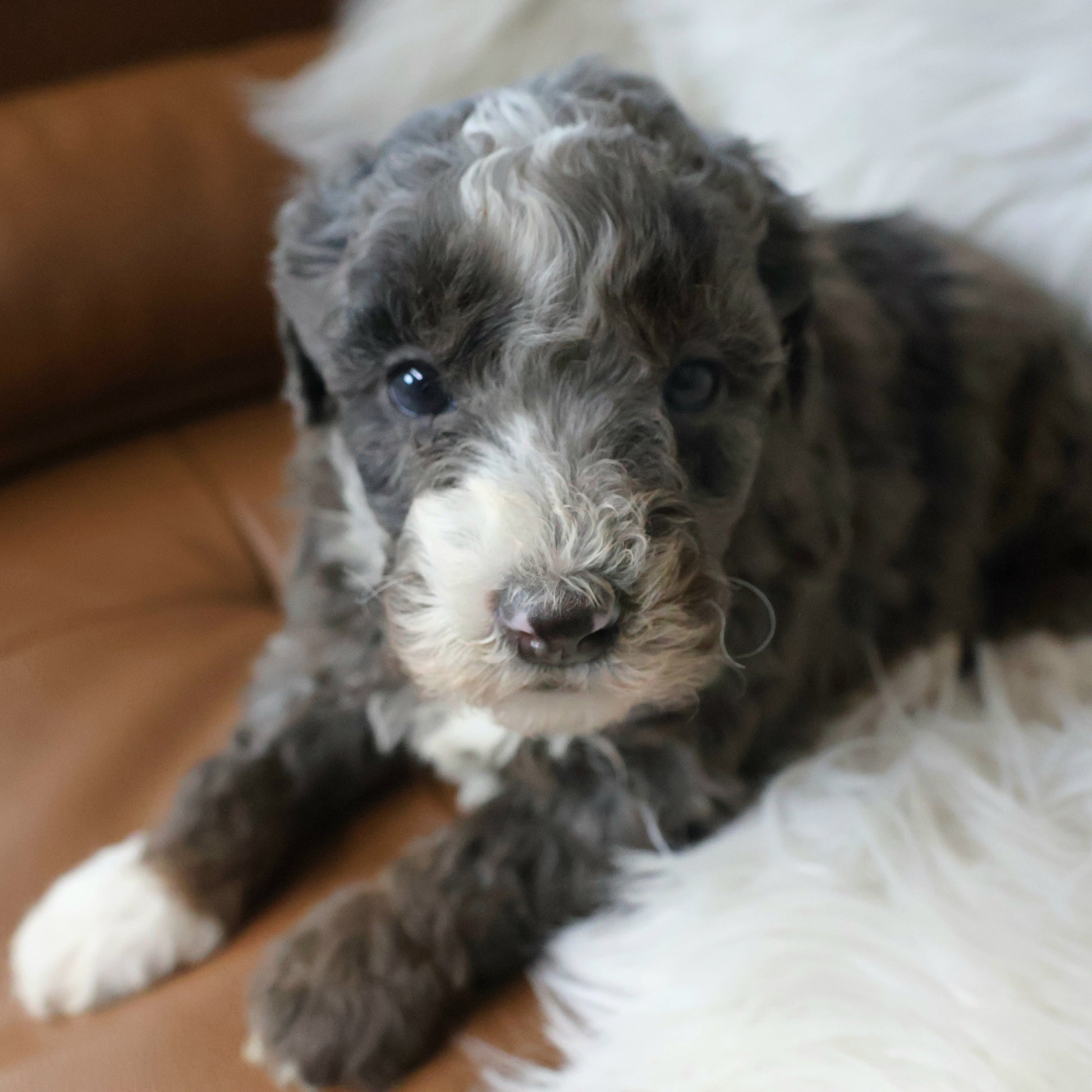 Merle-Bernedoodle