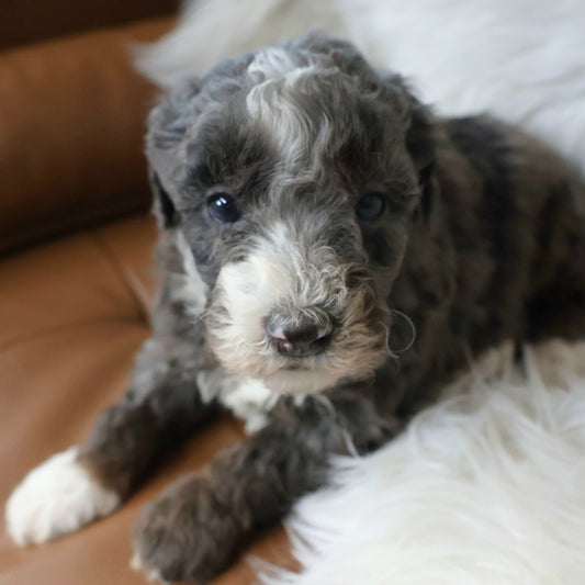 Merle-Bernedoodle