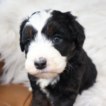 Tricolor-Bernedoodle