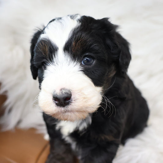 Tricolor-Bernedoodle