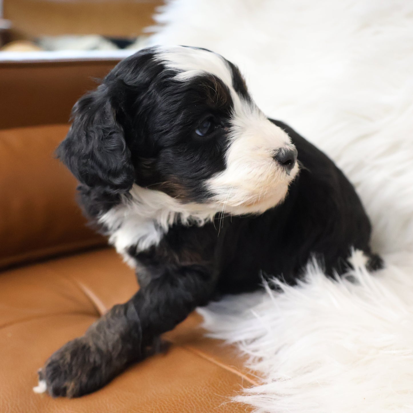 Tricolor-Bernedoodle