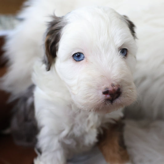 Blue-Merle-Bernedoodle