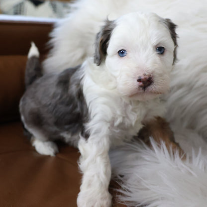 Blue-Merle-Bernedoodle