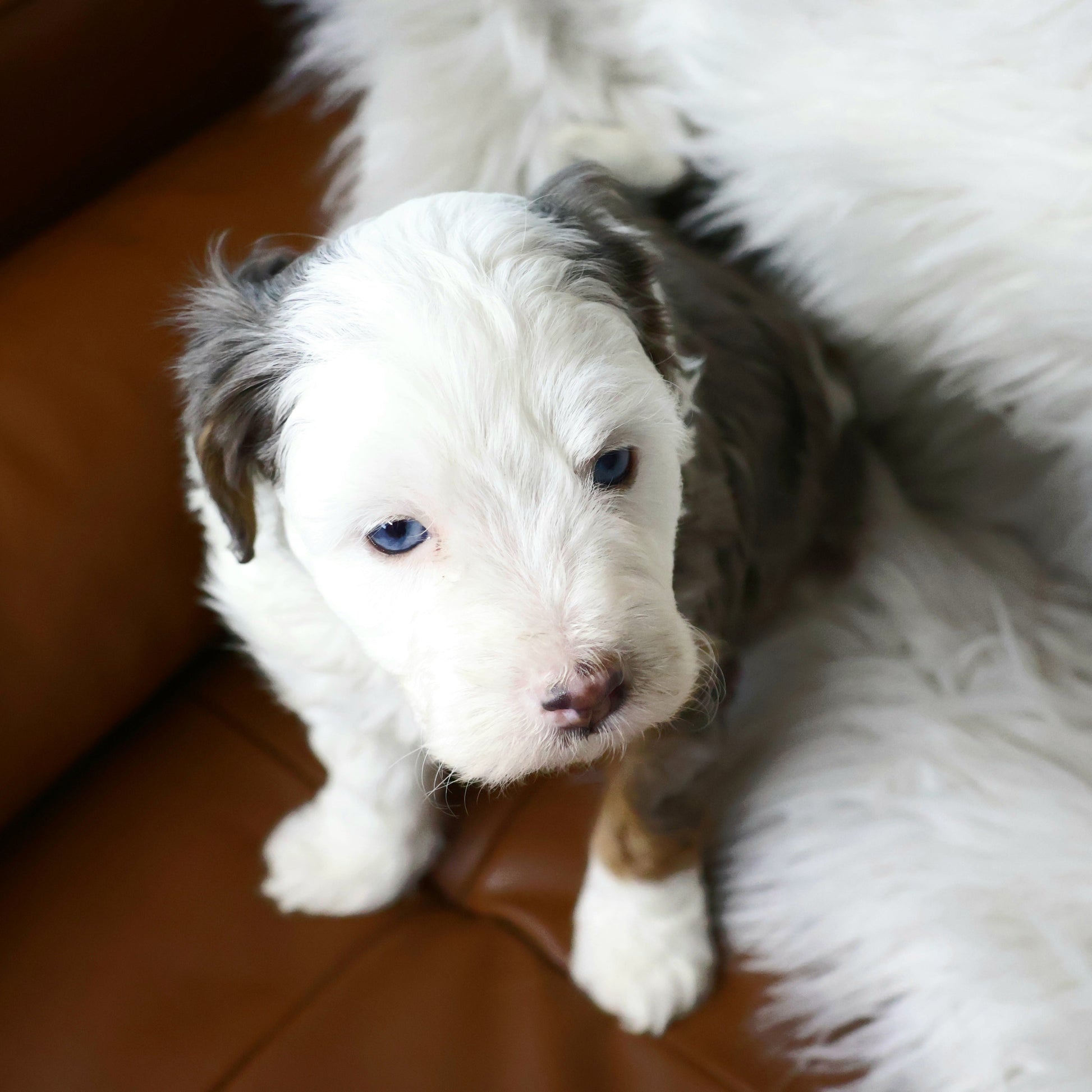 Blue-Merle-Bernedoodle