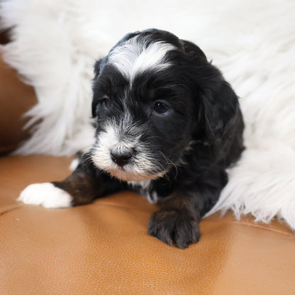 Tricolor-Bernedoodle-Puppy