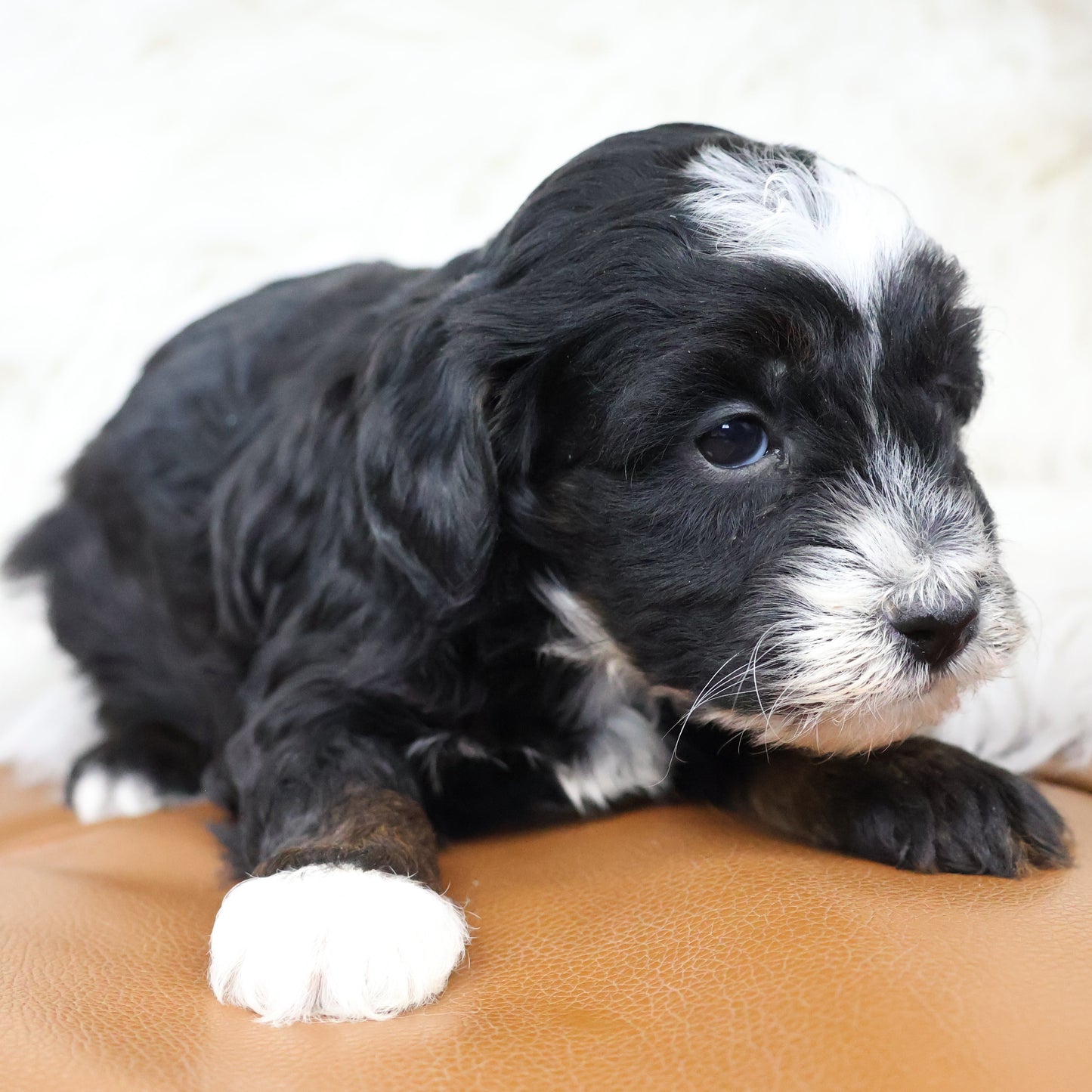 Tricolor-Bernedoodle-Puppy
