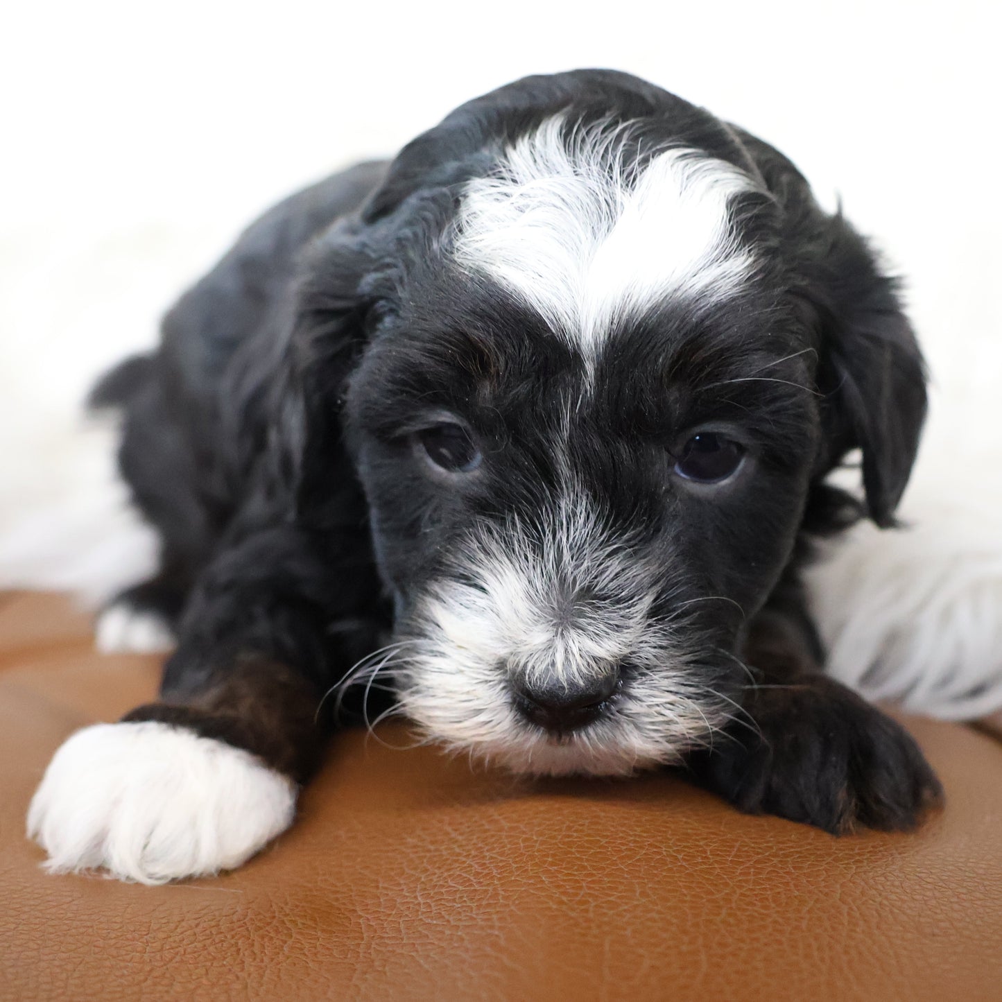Tricolor-Bernedoodle-Puppy