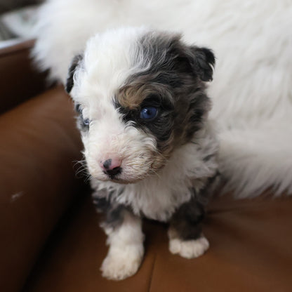 Blue-Merle-Bernedoodle