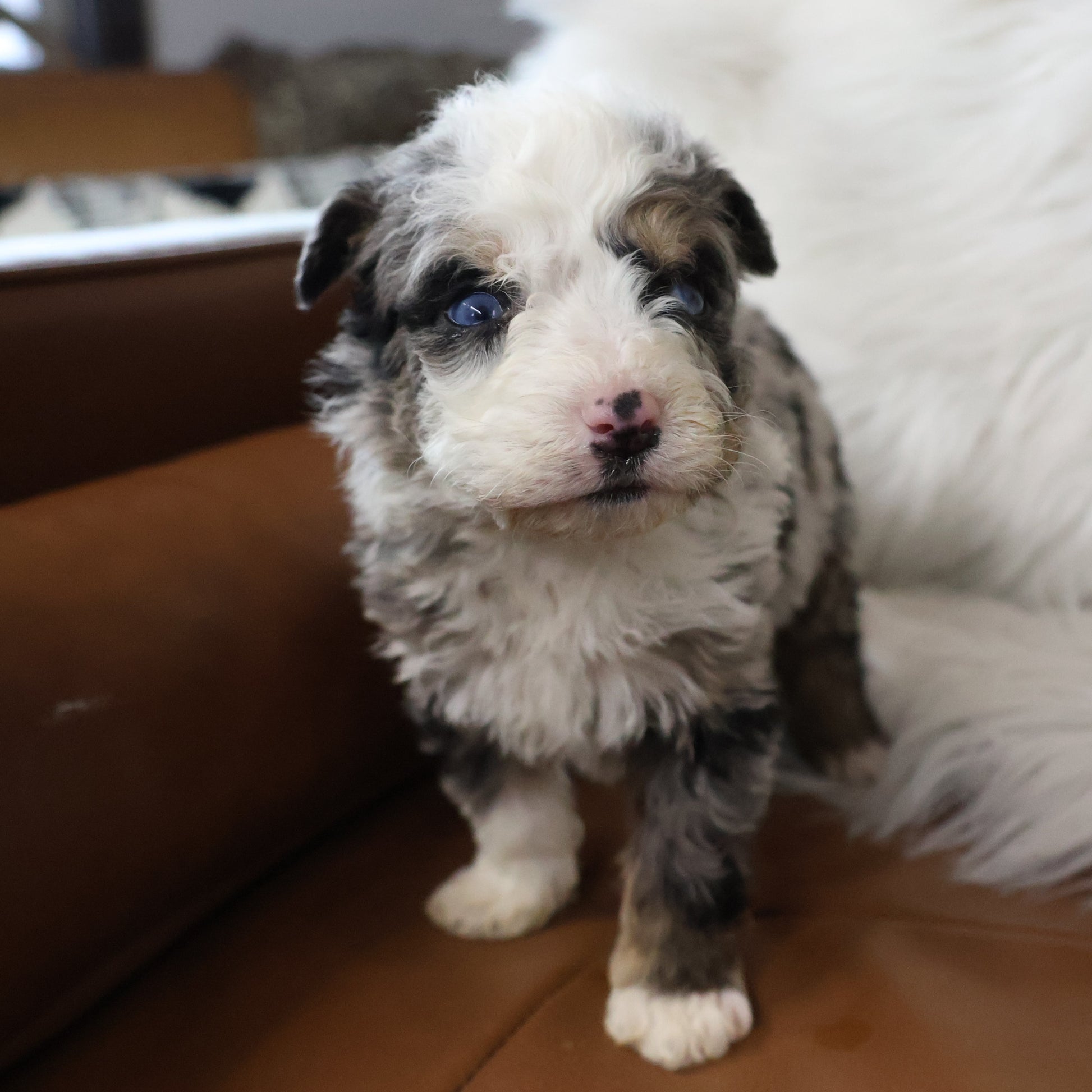 Blue-Merle-Bernedoodle
