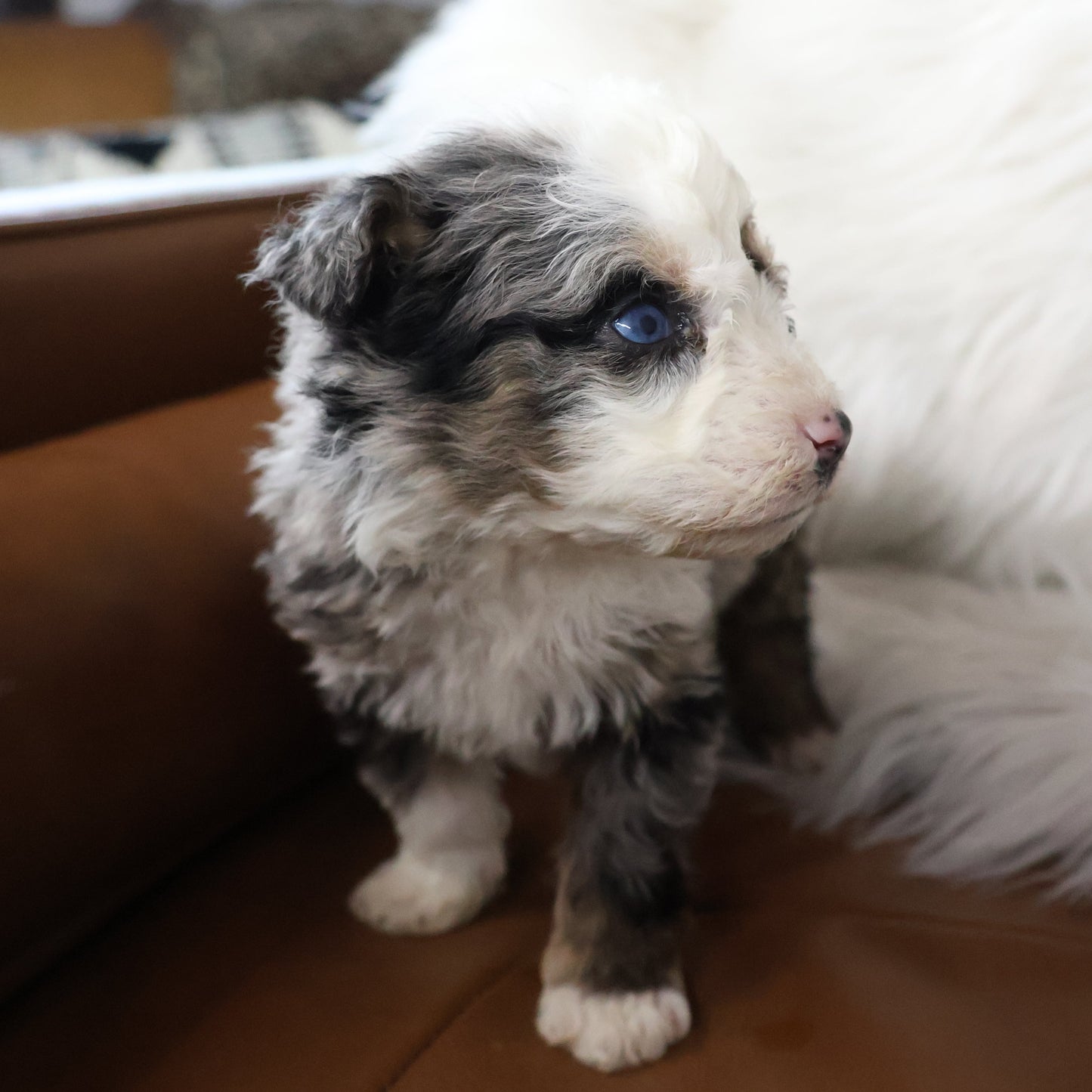 Blue-Merle-Bernedoodle