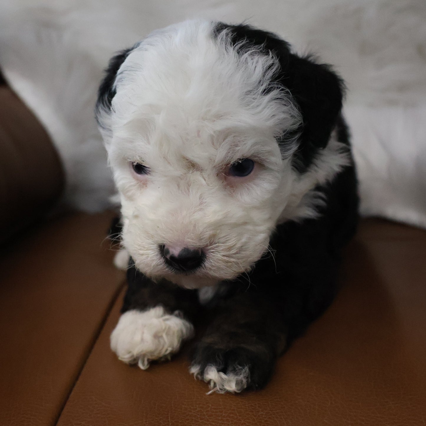 Tricolor-Bernedoodle-Puppy