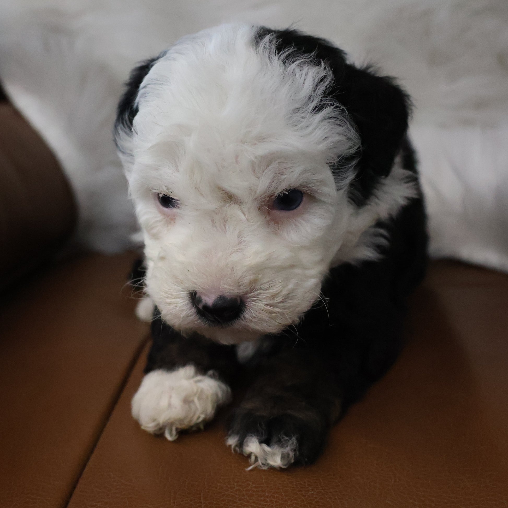Tricolor-Bernedoodle-Puppy