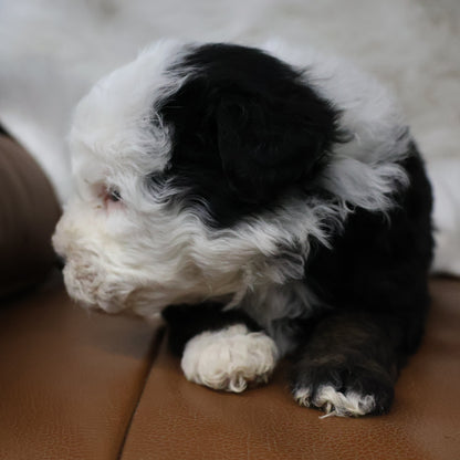 Tricolor-Bernedoodle-Puppy
