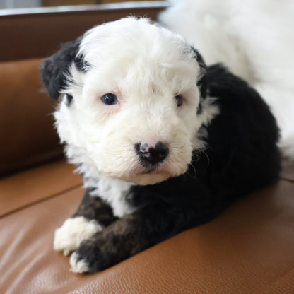 Tricolor-Bernedoodle-Puppy