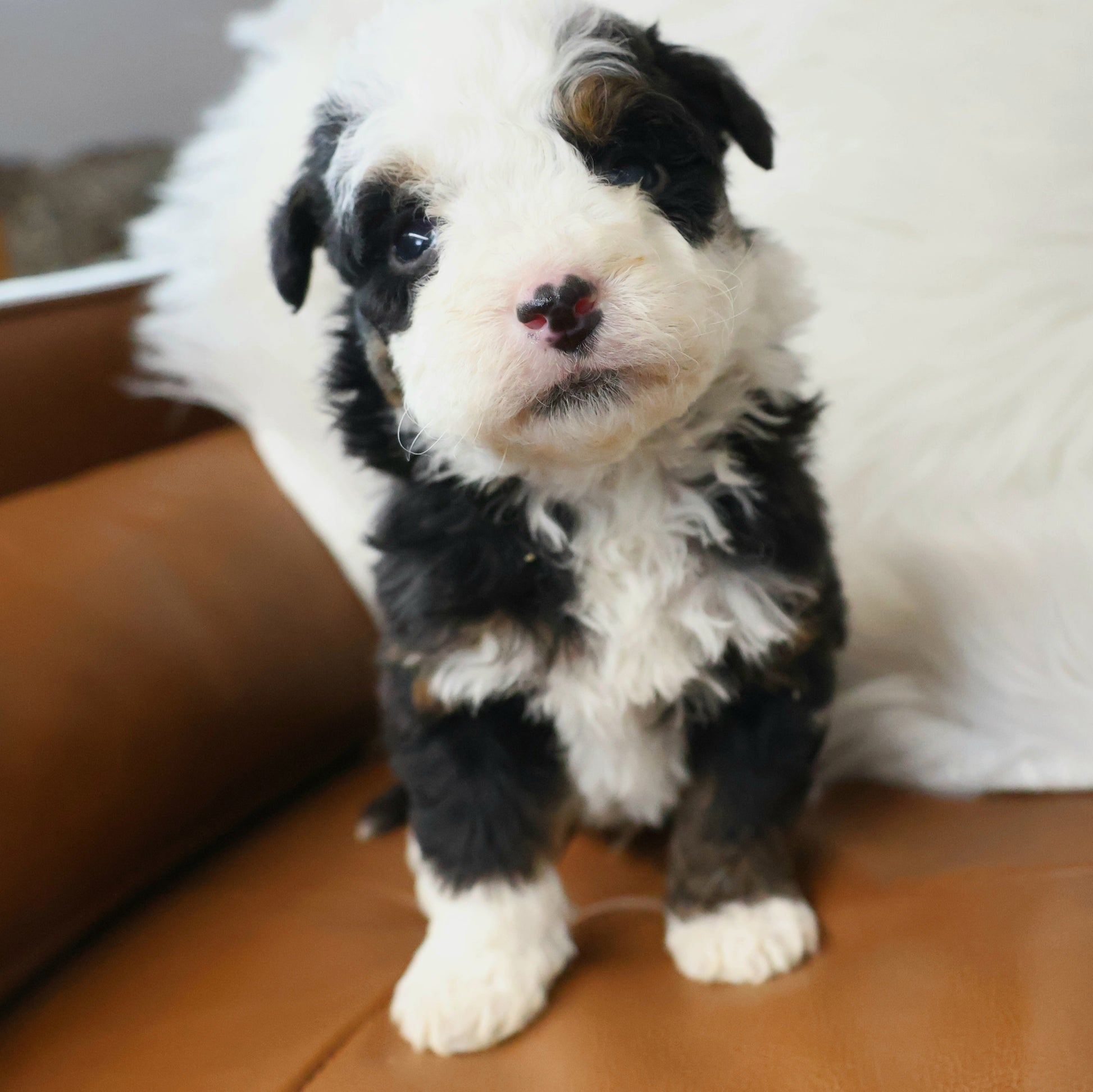Tricolor-Bernedoodle