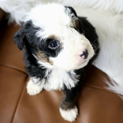 Tricolor-Bernedoodle