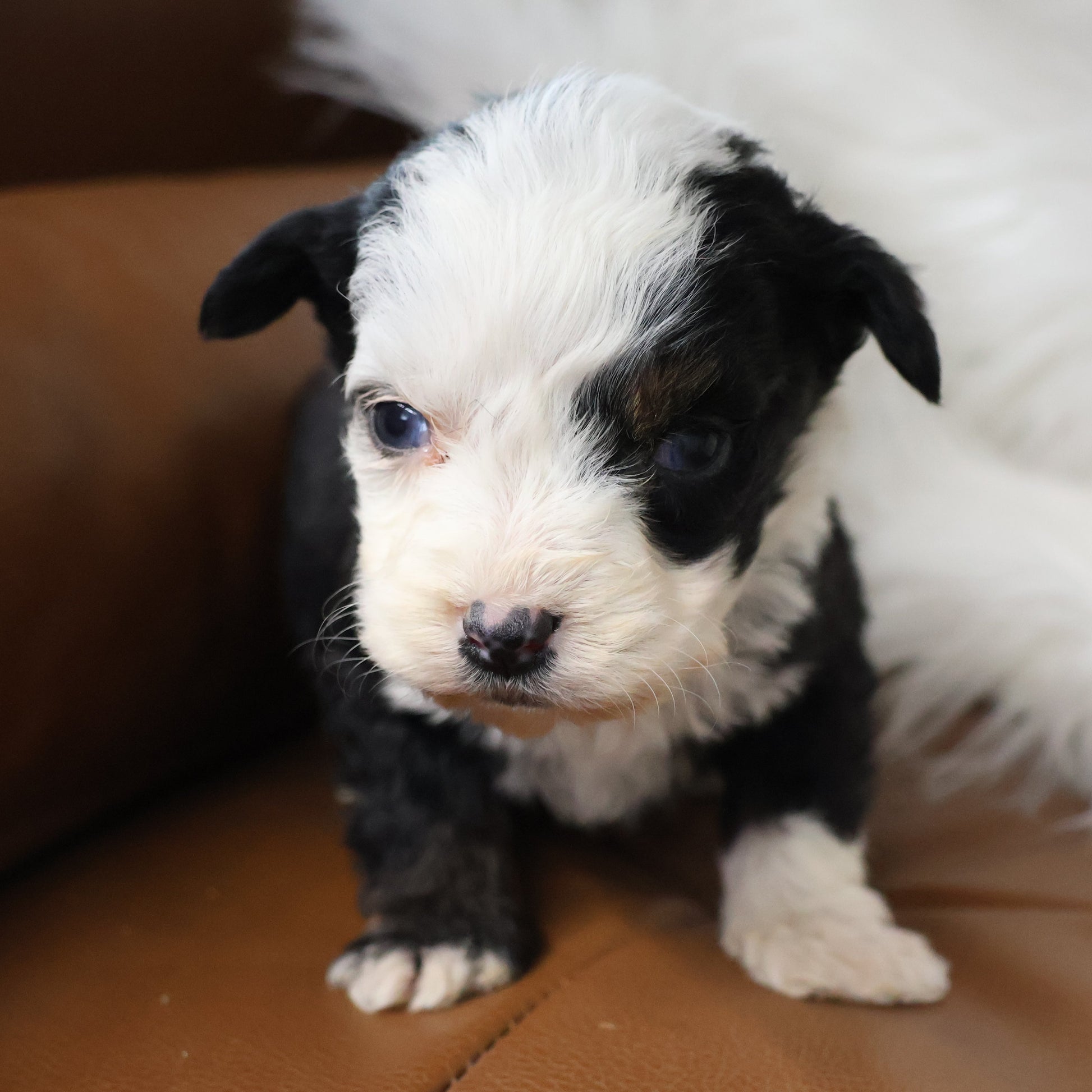 Blue-Eyed-Micro-Bernedoodle