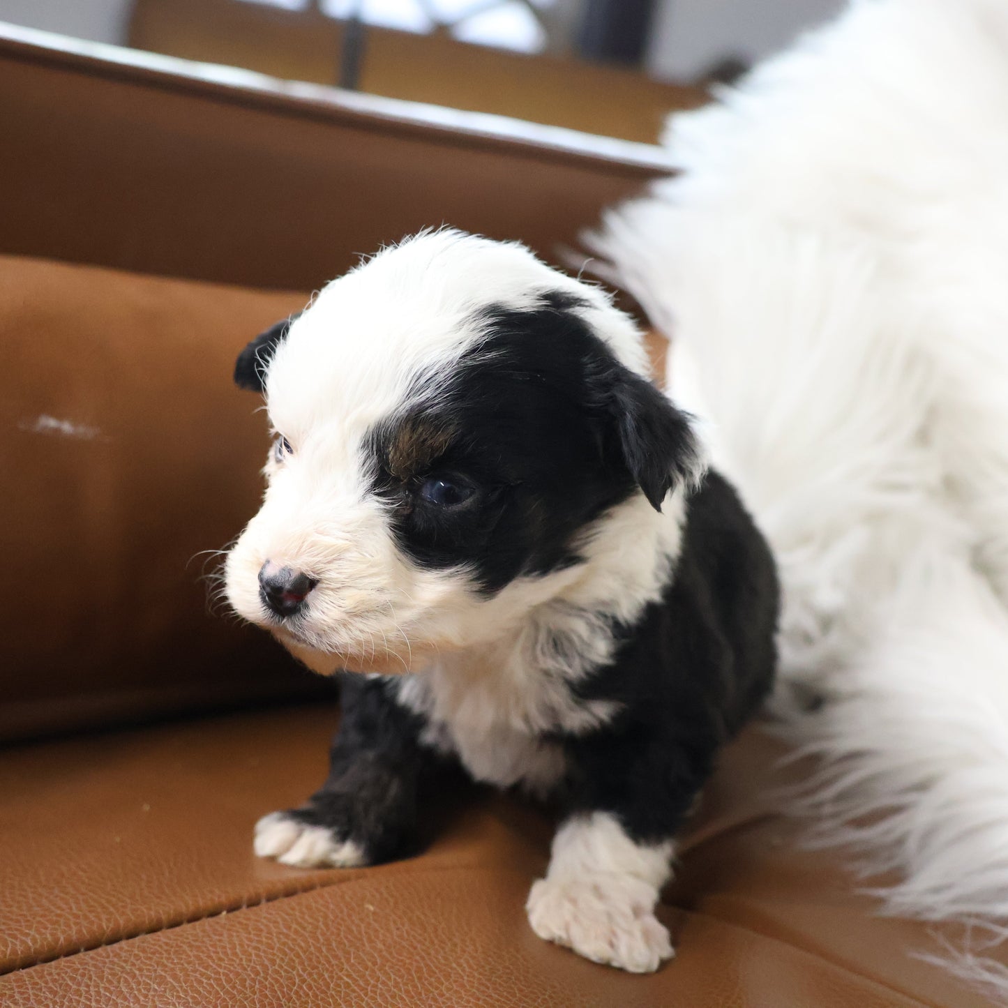 Blue-Eyed-Micro-Bernedoodle