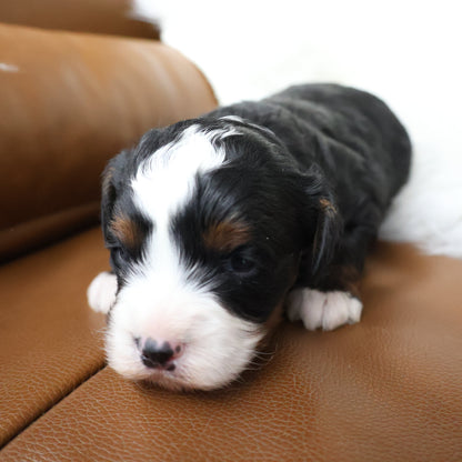 Bernedoodle-Puppy