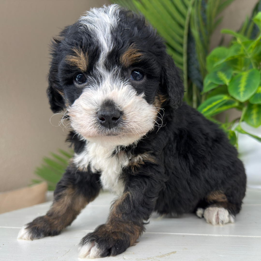 Bernedoodle-Breeder
