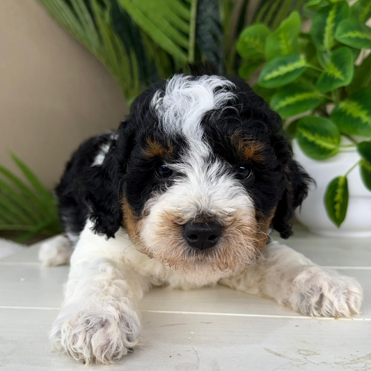 Bernedoodle-Puppies-Near-Me