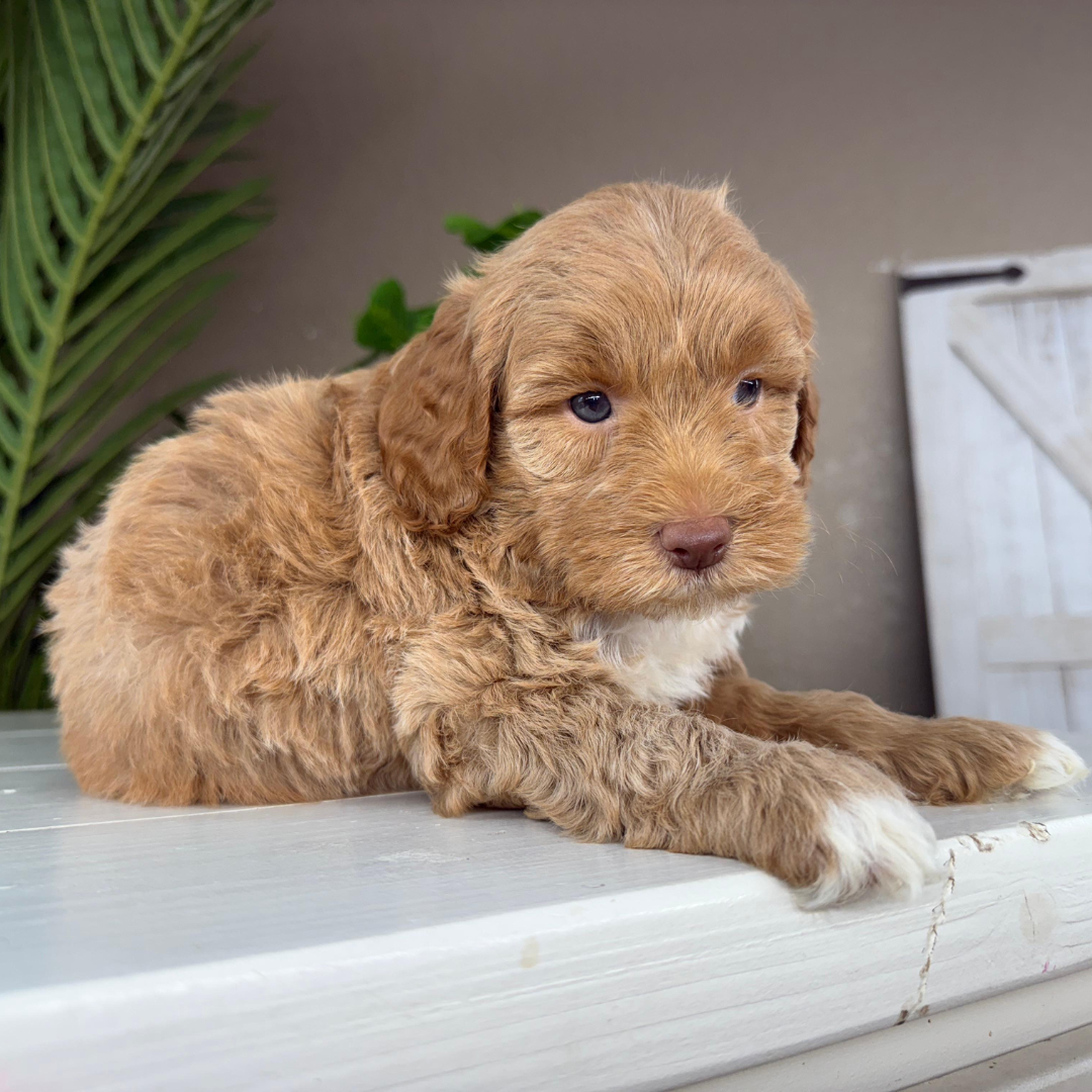 Micro-Goldendoodles