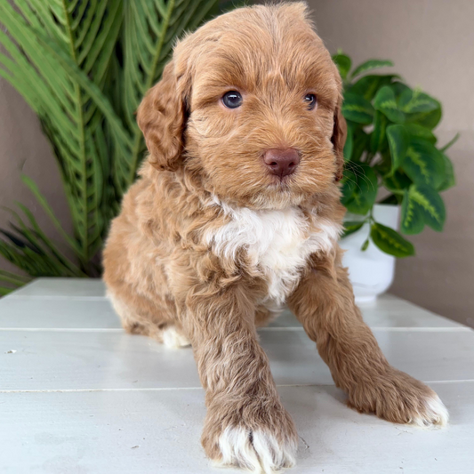 Micro-Goldendoodles
