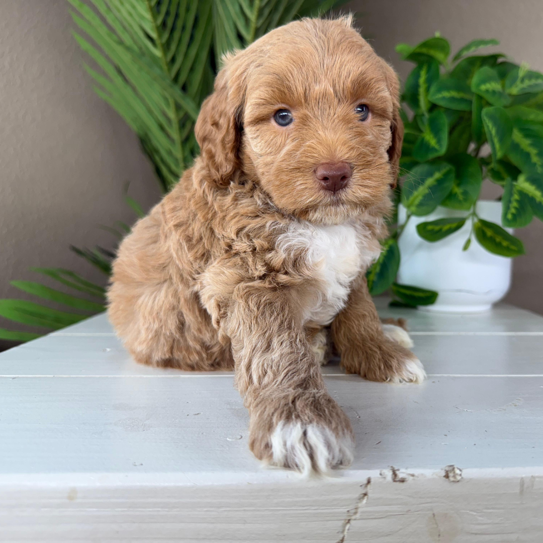Micro-Goldendoodles