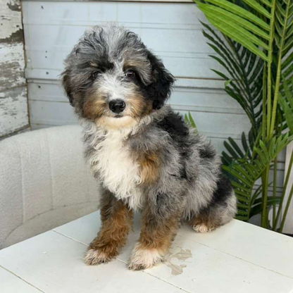Merle-Bernedoodle