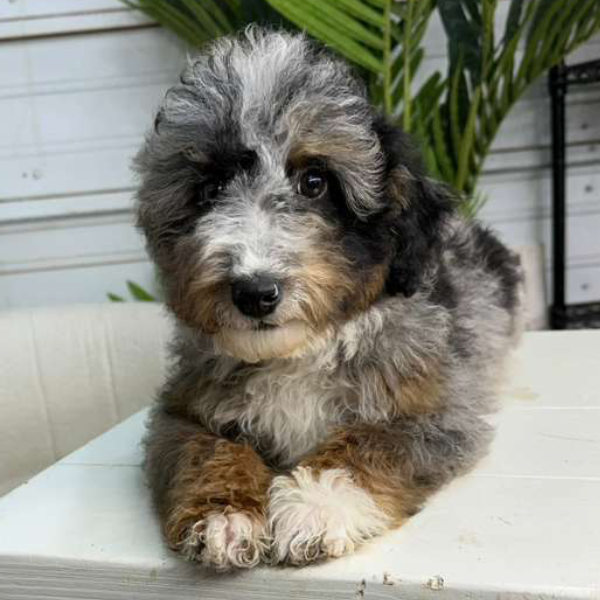 Merle-Bernedoodle