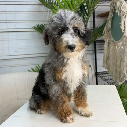 Merle-Bernedoodle