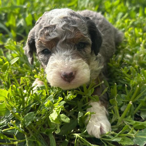 Merle-Bernedoodle
