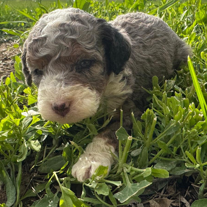 Merle-Bernedoodle