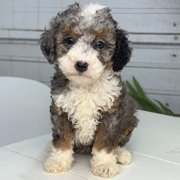 Merle-Bernedoodle