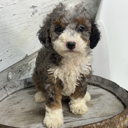 Merle-Bernedoodle