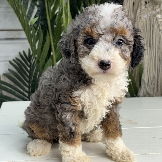 Merle-Bernedoodle