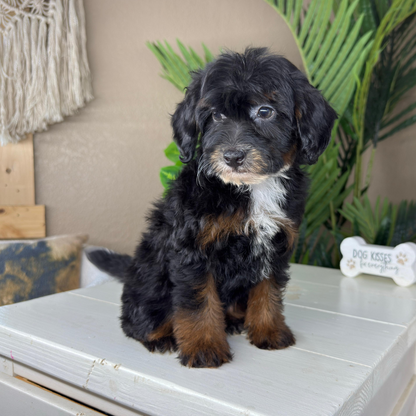 Micro-Bernedoodle