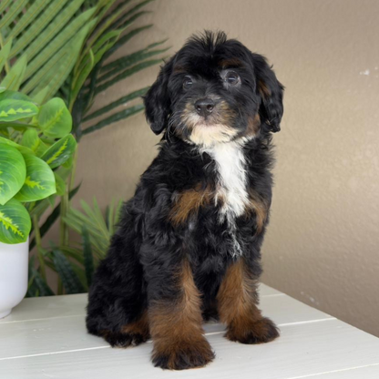 Micro-Bernedoodle