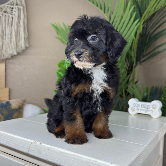 Micro-Bernedoodle