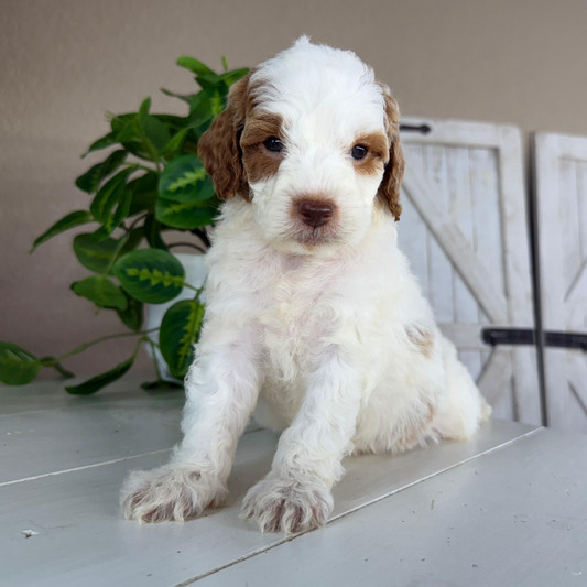 Micro-Goldendoodles