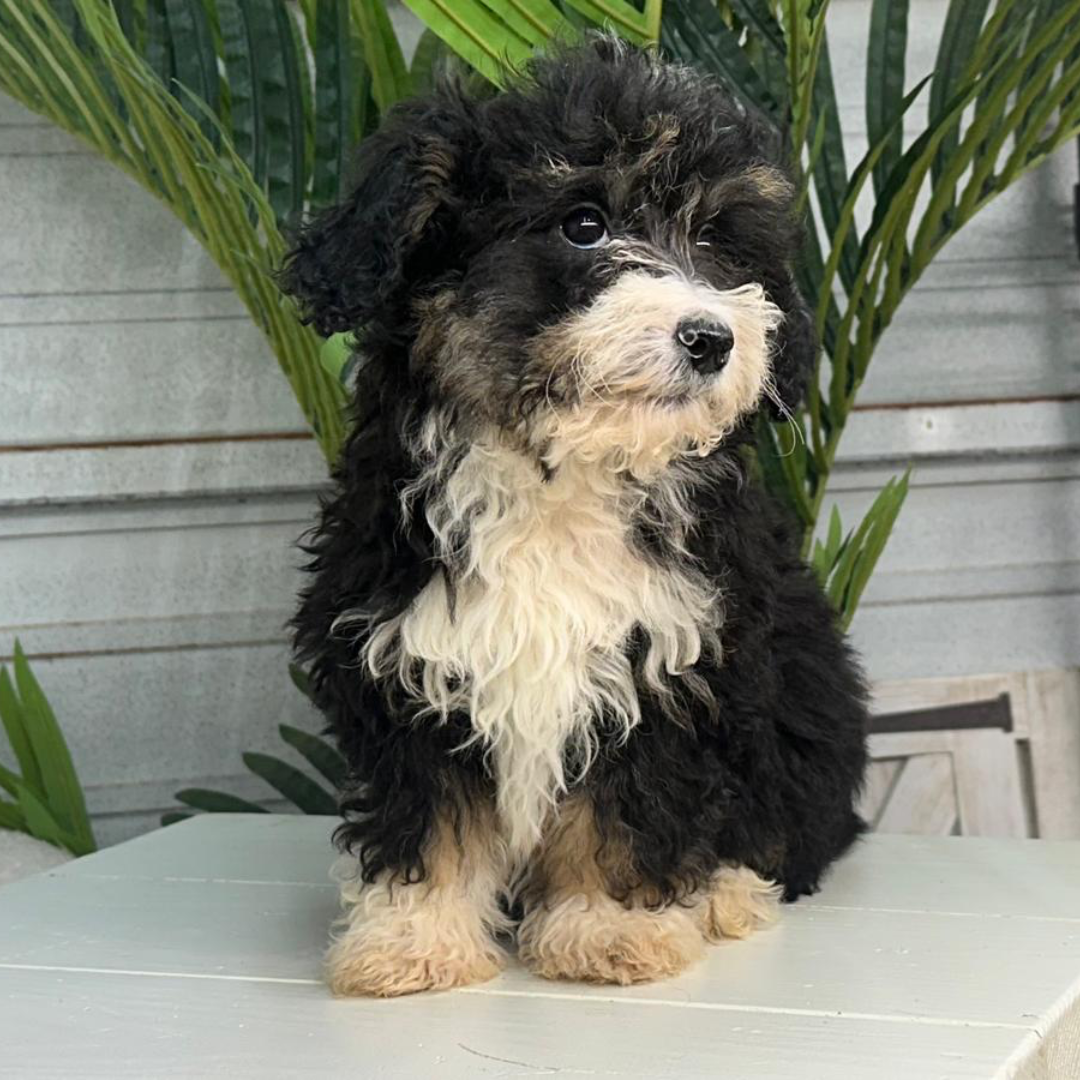 Bernedoodle-Breeder