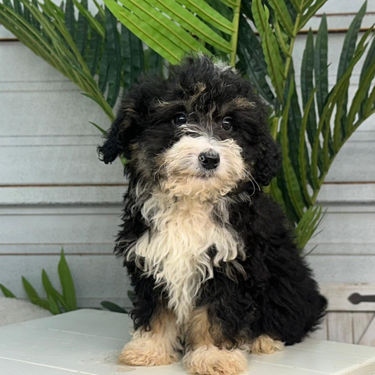 Bernedoodle-Breeder